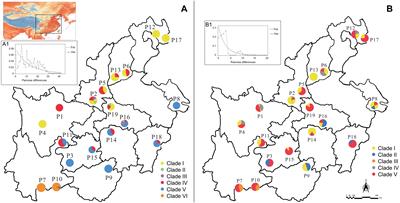 Evolutionary History of Rhus chinensis (Anacardiaceae) From the Temperate and Subtropical Zones of China Based on cpDNA and Nuclear DNA Sequences and Ecological Niche Model